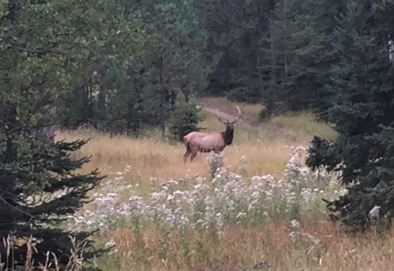 Elk