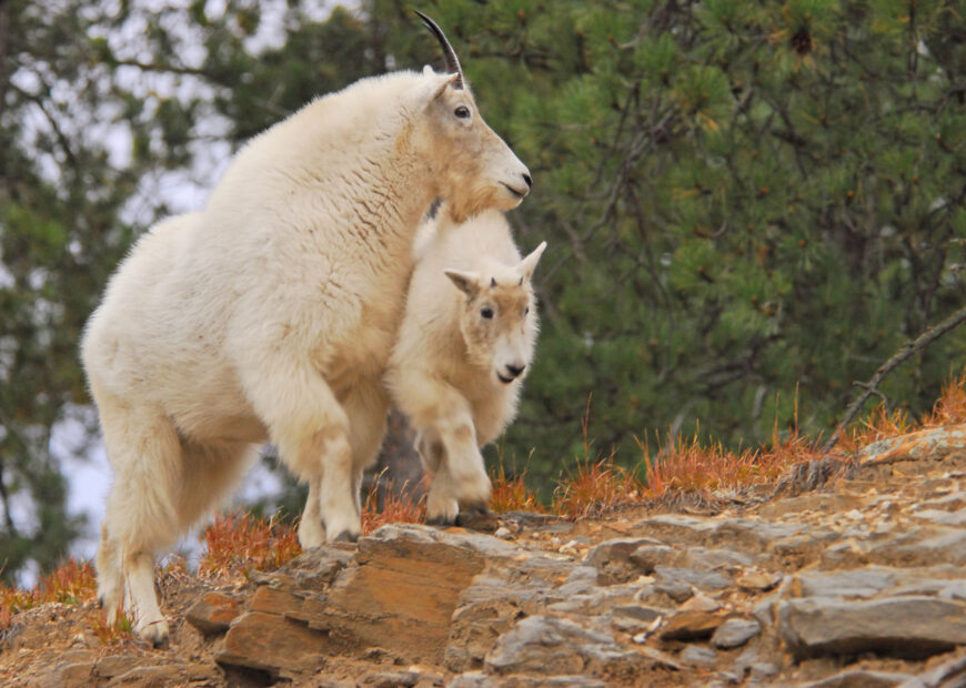 Mountain goats in the black hills