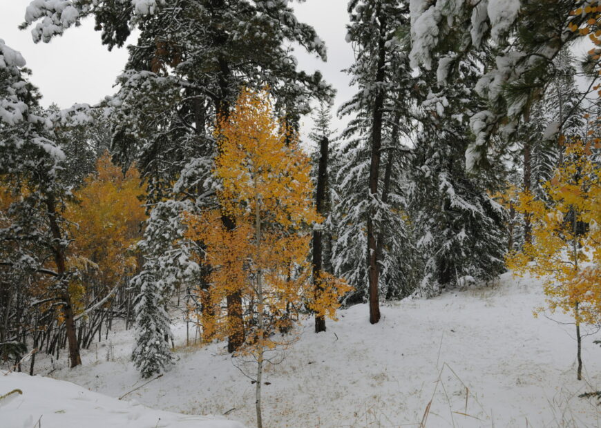 Snow covered trees in the hills