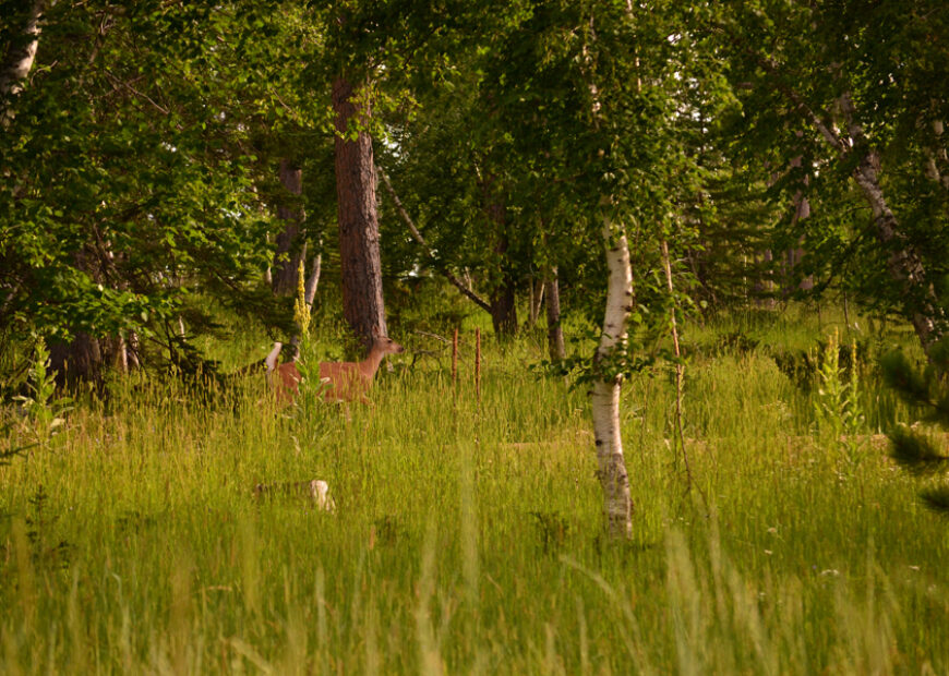 deer running through the woods