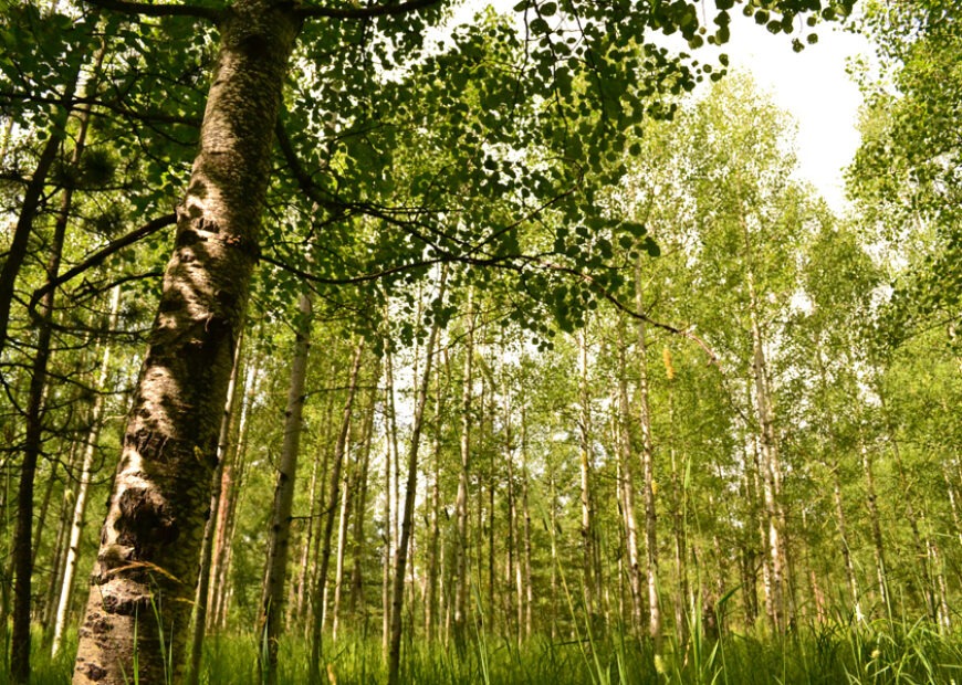 sun shining through the woods