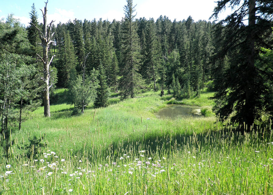 plains in the black hills