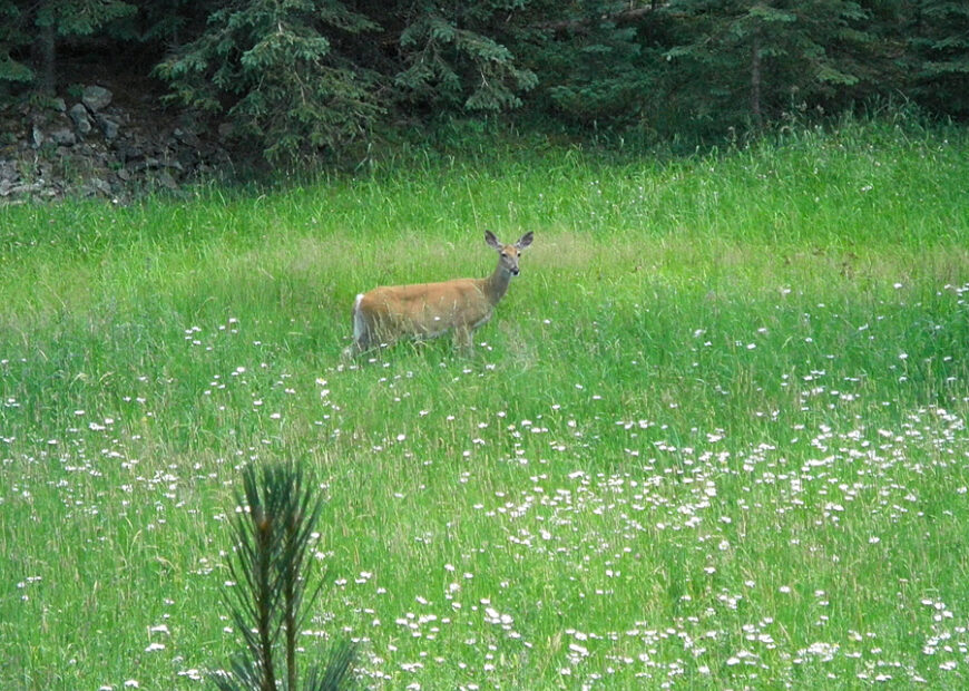 deer in the grass