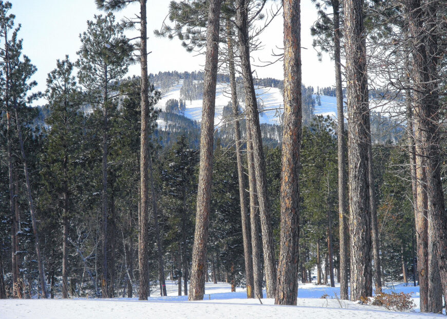 trees in the winter