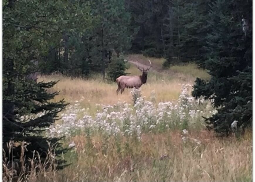 elk in the woods