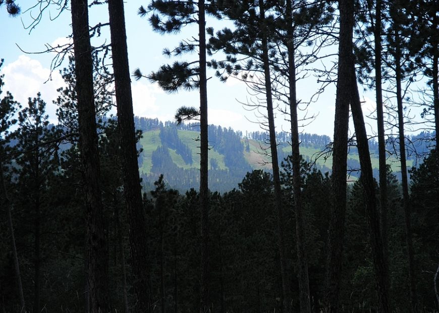 Silhouette of trees with hills in the distance
