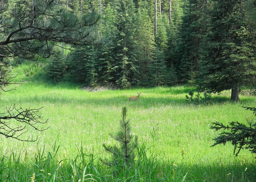 Single doe in a meadow from a distance