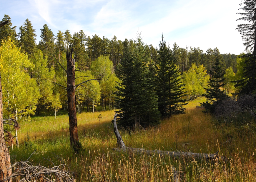 Pine And Aspen Trees